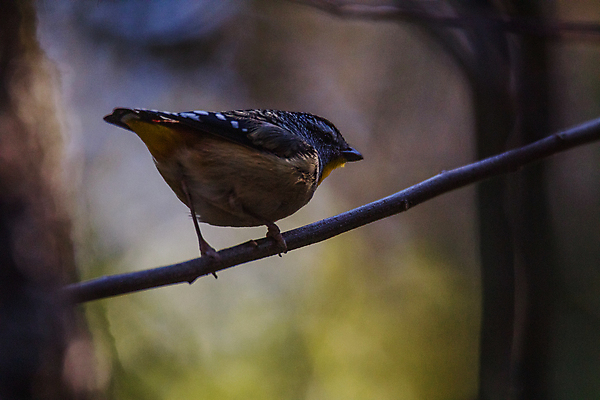 포토 JPG 해외이미지 나무 동물 공원 야생동물 백그라운드 이동 잎 날개 자연 조류 앉기 사람없음 초록색 컬러풀 노란색 검은색 점 오세아니아 호주 숲 깃털 내추럴 동물상 유칼립투스 전국 해외포토 식물 공공시설 나라 컬러 컨셉 모션 조형물 생태계 파일형식 이미지허브