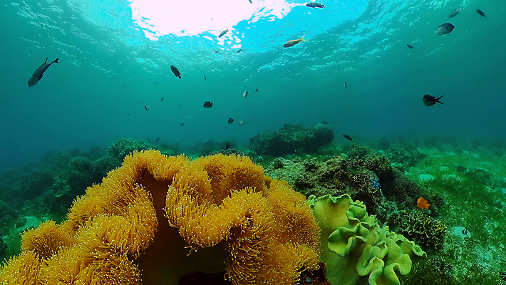 포토 JPG 해외이미지 바다 자연 어류 사람없음 바닷속 수중 수중식물 말미잘 수중사진 해외포토 식물 수중동물 자포동물 생태계 파일형식 이미지허브