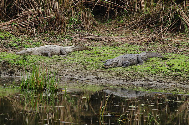 포토 JPG 해외이미지 동물 호수 야생동물 백그라운드 파충류 자연 사람없음 물 강 머리 힘 흰색 입 거친 호주 치아 위험 사파리 피부 사냥 육식동물 악어 사냥꾼 공격적 힘찬 해외포토 자연요소 직업 컬러 컨셉 신체부위 소화기관 오세아니아 생태계 파일형식 이미지허브