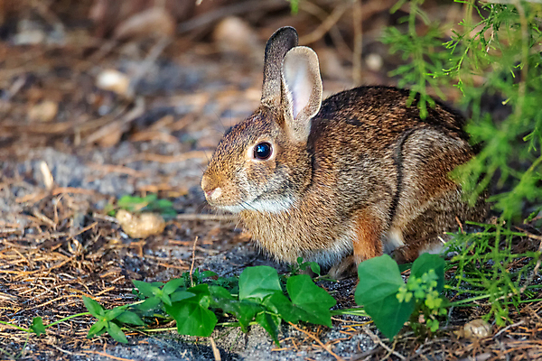 포토 JPG 해외이미지 동물 야생동물 백그라운드 텍스트 포유류 자연 휴식 부활절 사람없음 야외 갈색 쌓기 미국 방 회색 사막 아기 토끼 면 꼬리 귀 북쪽 내추럴 거짓말 플로리다 해외포토 기념일 컬러 컨셉 북아메리카 모션 사람 신체부위 반려동물 방향 생태계 파일형식 이미지허브