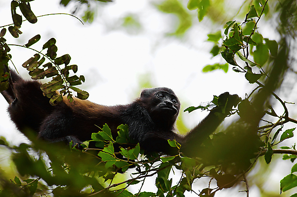 포토 JPG 해외이미지 나무 동물 얼굴 야생동물 여행 포유류 자연 하늘 열대 생물 털 국립공원 앉기 사람없음 갈색 검은색 나뭇가지 원숭이 남아메리카 숲 먹기 오르기 유인원 노려봄 동물상 이국적 코스타리카 해외포토 식물 공원 컬러 모션 표정 아메리카 신체부위 조형물 중앙아메리카 생태계 파일형식 이미지허브