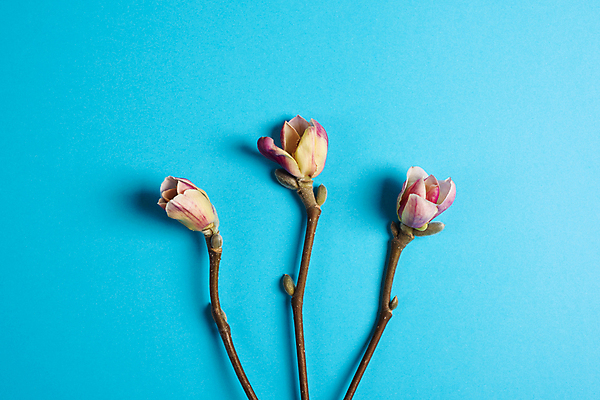 포토 JPG 해외이미지 나무 식물 디자인 배너 꽃 분홍색 잎 꽃무늬 자연 휴가 프레임 발렌타인데이 3 사랑 사람없음 장식 정원 봄 낭만 벚꽃 흰색 나뭇가지 신선 신용카드 개화 레이아웃 파란배경 머리위 목련 내추럴 고립 구성 취급주의 플랫레이 미니멀 국경 해외포토 계절 감정 컬러 백그라운드 컨셉 무늬 데이이벤트 경고 금융 파란색 플랫 생태계 파일형식 이미지허브