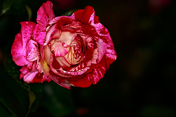 포토 JPG 해외이미지 꽃 산업 농업 자연 사람없음 야외 가로 컬러풀 장미 닫기 원예 카피스페이스 해외포토 식물 컬러 모션 취미 공백 생태계 파일형식 이미지허브