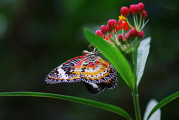 포토 JPG 해외이미지 동물 야생동물 나비 곤충 백그라운드 날개 오렌지 자연 안테나 사람없음 초록색 여름 파란색 빛 세트 컬러풀 뷰티 노란색 보라색 검은색 봄 활발 흰색 벌레 수집 싱글 고립 취급주의 해외포토 계절 컬러 컨셉 과일 통신 경고 생태계 파일형식 이미지허브