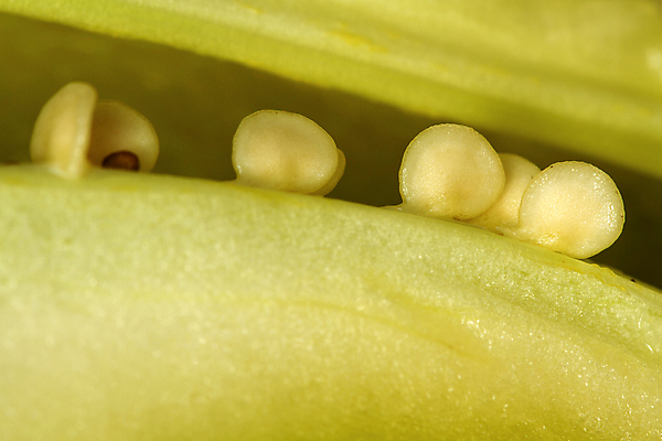 포토 JPG 해외이미지 음식 줄기 백그라운드 농업 다이어트 채소 재료 고추 파프리카 실내 건강 요리 씨앗 사람없음 초록색 빛 노란색 저녁식사 종 신선 달콤 맛 먹기 유기농 후추 내추럴 숙성 채식주의자 추가 해외포토 식물 웰빙 산업 컬러 컨셉 모션 내부 식사 향신료 채식 파일형식 이미지허브