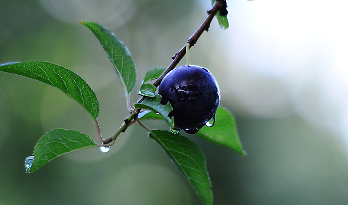 포토 JPG 해외이미지 열매 음식 잎 2 과일 디저트 건강 사람없음 빨간색 파란색 보라색 흰색 물방울 신선 그룹 달콤 빗방울 오브젝트 유기농 날것 자두 고립 바이오 숙성 채식주의자 맛있는 해외포토 식물 웰빙 컬러 비_날씨 맛 채식 파일형식 이미지허브