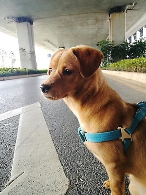 포토 JPG 해외이미지 동물 응시 행복 포유류 자연 사람없음 야외 반려동물 갈색 머리 개 리트리버 강아지 래브라도리트리버 혀 사냥개 송곳니 기르기 해외포토 시선 감정 컬러 신체부위 입 치아 생태계 돌봄 파일형식 이미지허브