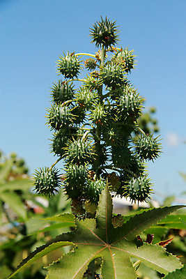 포토 JPG 해외이미지 나무 식물 잎 농업 과일 자연 콩 씨앗 사람없음 초록색 약 정원 신선 기름 친환경 생물학 내추럴 밭일 비버 해외포토 교육 산업 음식 컬러 의학 곡류 환경 생태계 파일형식 이미지허브