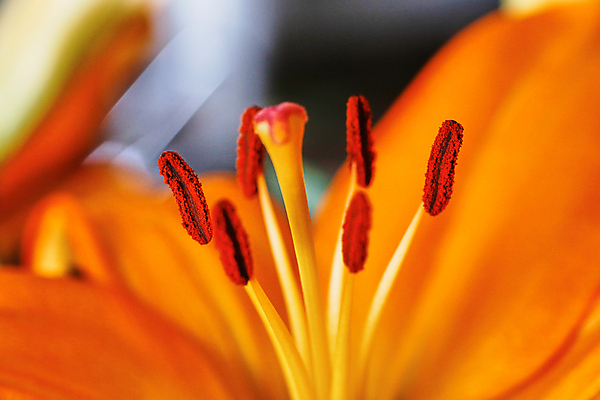 포토 JPG 해외이미지 식물 꽃잎 꽃 잎 꽃무늬 밭 오렌지 사람없음 여름 빛 노란색 정원 봄 활발 성장 벚꽃 신선 개화 닫기 백합 허브 데이지 내추럴 해외포토 계절 컬러 컨셉 무늬 농업 과일 모션 파일형식 이미지허브