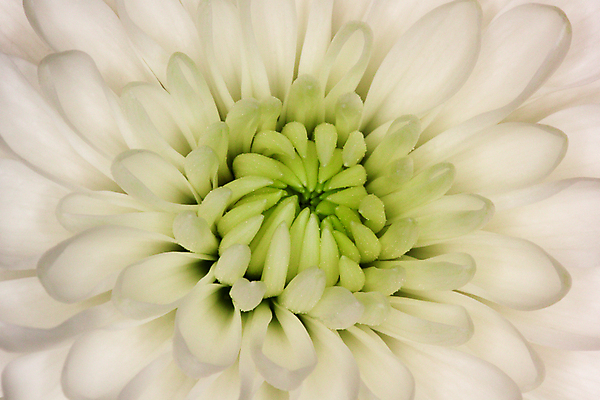 포토 JPG 해외이미지 식물 접시 꽃잎 꽃 꽃다발 결혼 백그라운드 잎 패턴 왕관 프레임 사람없음 장식 가로 빛 머리 평화 정원 검은색 사진촬영 봄 펼침 벚꽃 흰색 축하 개화 센터 큼 달리아 순수 부드러움 약혼 남아프리카 영원 해외포토 식기 계절 컬러 컨셉 무늬 모션 아프리카 이벤트 신체부위 촬영 감각 크기 약속 파일형식 이미지허브