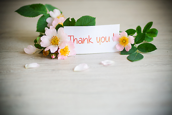 포토 JPG 해외이미지 꽃잎 꽃 종이 백그라운드 잎 프레임 사랑 사람없음 사각형 감사 비네팅 레터링 해외포토 도형 식물 감정 촬영기법 파일형식 이미지허브