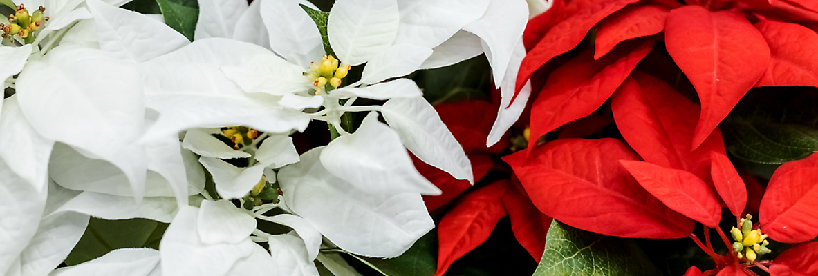 포토 JPG 해외이미지 식물 전통 계절 꽃잎 꽃 별 잎 크리스마스 겨울 꽃무늬 자연 휴가 기념 선물 사람없음 장식 빨간색 컬러풀 세일 정원 축제 벚꽃 흰색 축하 신용카드 시장 냄비 12월 심볼 해피뉴이어 포인세티아 내추럴 고립 해외포토 자연요소 기념일 컬러 컨셉 무늬 금융 새해인사 날짜 솥 생태계 파일형식 이미지허브