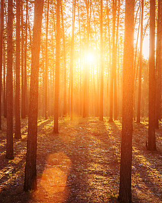 포토 JPG 해외이미지 나무 자연 풍경 사람없음 야외 햇빛 태양 일몰 숲속 숲 해외포토 자연요소 식물 노을 생태계 파일형식 이미지허브
