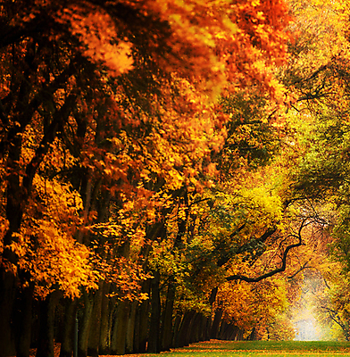 포토 JPG 해외이미지 주간 길 단풍 단풍나무 사람없음 야외 빨간색 해외포토 자연요소 나무 컬러 잎 파일형식 이미지허브