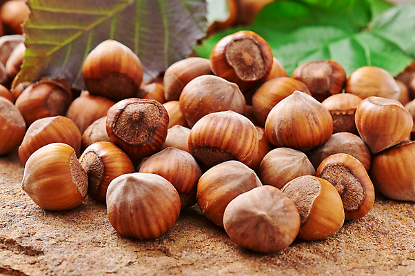 포토 JPG 해외이미지 계절 음식 잎 재료 자연 건강 사람없음 갈색 에너지 견과류 그룹 맛 칼로리 흙더미 내추럴 개암나무 식용 개암 해외포토 나무 식물 열매 컬러 컨셉 흙 생태계 파일형식 더미 이미지허브