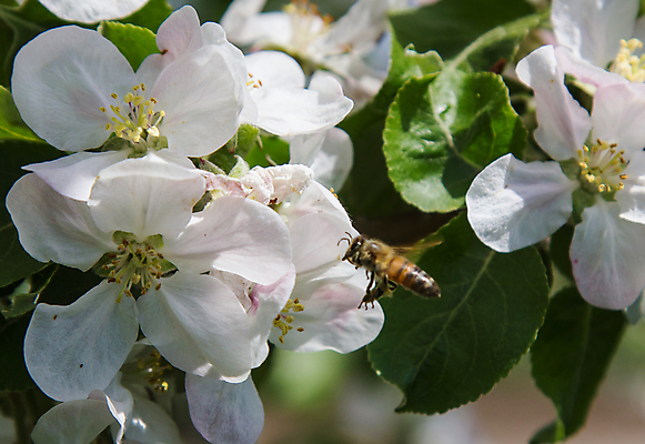 포토 JPG 해외이미지 나무 식물 동물 계절 꽃잎 꽃 분홍색 곤충 백그라운드 농업 자연 하늘 사람없음 야외 초록색 파란색 빛 뷰티 정원 봄 벚꽃 흰색 나뭇가지 신선 작업 개화 닫기 벌레 꿀벌 사과 수분 다발 꽃가루 꿀 내추럴 꽃수술 호박벌 해외포토 산업 컬러 과일 모션 벌_곤충 가루 생태계 파일형식 이미지허브