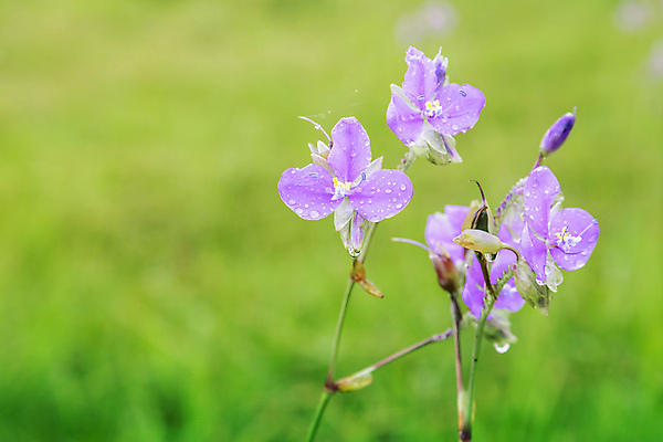 포토 JPG 해외이미지 식물 계절 공원 꽃잎 꽃 여행 백그라운드 밭 태국 자연 벽지 휴가 사람없음 야외 초록색 정원 보라색 뱀 달콤 오브젝트 갈기 해외포토 공공시설 아시아 컬러 농업 파충류 맛 생태계 파일형식 이미지허브
