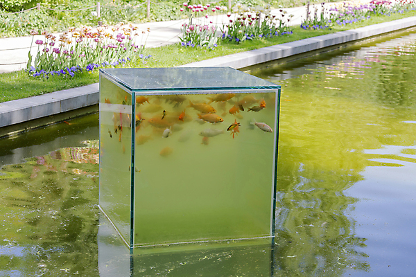 포토 JPG 해외이미지 모양 동물 디자인 공원 호수 백그라운드 자연 유리 표면 거리 아이디어 프레임 어류 미술 서기 사람없음 야외 장식 초록색 물 여름 반사 정원 봄 흰색 연못 투명 가장자리 큼 큐브 오브젝트 정사각형 수족관 내추럴 뒤뜰 안뜰 해외포토 자연요소 도형 계절 공공시설 컬러 컨셉 모션 재질 문화예술 수중동물 둘레 크기 생태계 파일형식 이미지허브