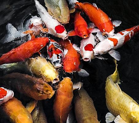 포토 JPG 해외이미지 동물 아시아 문화 백그라운드 오렌지 일러스트 자연 어류 미술 동양인 인종 취미 사람없음 빨간색 물 반려동물 컬러풀 뷰티 노란색 환경 정원 일본 검은색 수중 수영 중국 흰색 연못 신선 점 황금 정상 그림 금붕어 지느러미 잉어 내추럴 해외일러스트 자연요소 나라 컬러 과일 문화예술 사람 수중동물 수상스포츠 생태계 파일형식 이미지허브