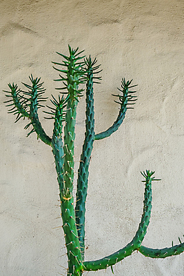 포토 JPG 해외이미지 나무 식물 공원 여행 벽돌 손바닥 창조 미술 사람없음 장식 컬러풀 마을 상점 산책 그리기 시장 예술가 캘리포니아 스페인어 해외포토 손 공공시설 컬러 모션 문화예술 휴식 미국 파일형식 이미지허브