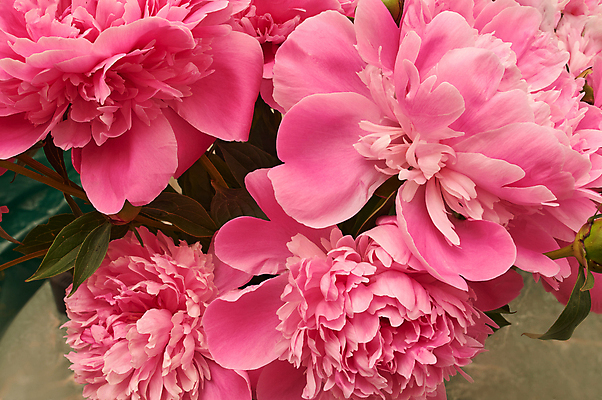 포토 JPG 해외이미지 식물 디자인 기념일 꽃잎 꽃 분홍색 꽃다발 결혼 백그라운드 꽃무늬 자연 벽지 결혼식 휴가 발렌타인데이 선물 사랑 사람없음 장식 빛 뷰티 보라색 봄 낭만 수확 벚꽃 축하 인사 신선 생일 다발 수집 질감 제비 작약 파스텔톤 해외포토 계절 감정 컬러 컨셉 무늬 농업 데이이벤트 조류 이벤트 예절 생태계 파일형식 이미지허브