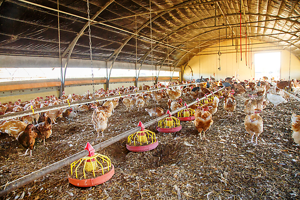 포토 JPG 해외이미지 동물 음식 밭 농업 조류 주택 실내 건강 씨앗 초원 사람없음 빨간색 울타리 농장 갈색 쌓기 농사 치킨 가축 시골 농부 낟알 땅 집중 심볼 깃털 유기농 부리 수탉 내추럴 방목장 밭일 수유 암탉 해외포토 식물 직업 웰빙 산업 컬러 컨셉 모션 내부 건물 담장 닭 암컷 수컷 닭고기요리 파일형식 이미지허브