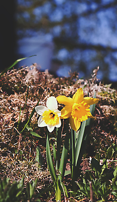 포토 JPG 해외이미지 식물 계절 꽃잎 꽃 줄기 꽃다발 백그라운드 잎 꽃무늬 밭 자연 사람없음 야외 초록색 여름 뷰티 갈색 노란색 정원 봄 벚꽃 흰색 신선 개화 황금 땅 다발 묘사 향기 수선화 내추럴 해외포토 컬러 무늬 농업 생태계 냄새 파일형식 이미지허브