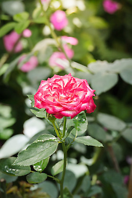 포토 JPG 해외이미지 식물 꽃잎 꽃 줄기 분홍색 잎 꽃무늬 자연 발렌타인데이 사람없음 야외 초록색 여름 햇빛 장미 정원 벚꽃 내추럴 해외202004 해외포토 계절 컬러 무늬 데이이벤트 태양 생태계 파일형식