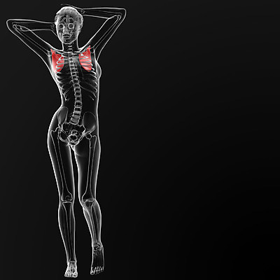 포토 JPG 해외이미지 모양 1 남자 과학 신체 일러스트 해부 뼈 골격 기술 엑스레이 건강 병원 사람 성인 사람없음 빨간색 파란색 약 고통 시험 투명 가슴 강의 사건 척추 어깨 그림 생물학 새장 목 몸통 갈비뼈 골절 광 궤 부정적 염증 해외202004 해외포토 교육 감정 컬러 의학 신체부위 질병 케이지 파일형식 반려용품 오브젝트