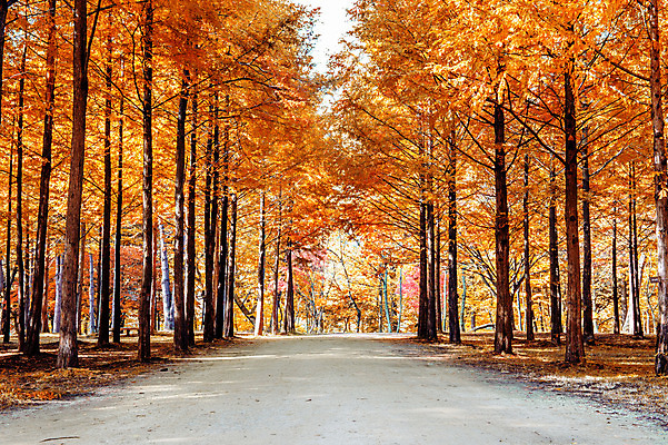 포토 JPG 해외이미지 나무 계절 공원 섬 단풍 낙엽 잎 자연 한국 그림자 풍경 사람없음 야외 목재 빨간색 초록색 빛 컬러풀 햇빛 태양 노란색 일출 환경 어둠 침묵 황혼 새벽 활발 안개 광선 가을 전원 시골 황금 숲 신비 장면 10월 내추럴 줄서기 해외202004 해외포토 자연요소 식물 공공시설 아시아 컬러 컨셉 재료 모션 날씨 노을 소리 일몰 날짜 전기에너지 생태계 파일형식