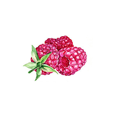 포토 JPG 해외이미지 식물 손 디자인 열매 음식 백그라운드 잎 다이어트 과일 일러스트 재료 자연 디저트 수채화 건강 미술 사람없음 그래픽 장식 빨간색 초록색 여름 세트 페인트 주스 수확 가을 흰색 신선 달콤 맛 사인 그림 유기농 산딸기 비타민 내추럴 고립 숙성 채식주의자 맛있는 해외202004 해외포토 웰빙 계절 음료 컬러 컨셉 농업 문화예술 신체부위 생태계 채식 영양소 파일형식