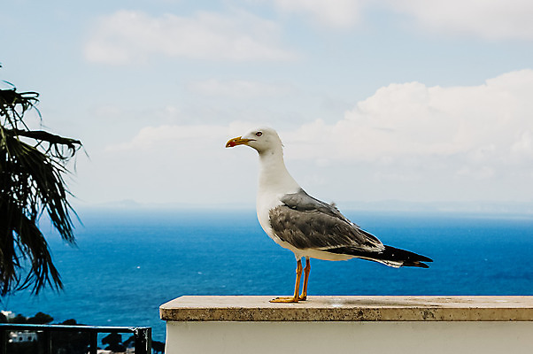 포토 JPG 해외이미지 동물 1 응시 야생동물 바다 포즈 백그라운드 자연 갈매기 조류 하늘 그림자 서기 사람없음 옆모습 물 파란색 빛 회색 자유 흰색 우아함 닫기 깃털 싱글 부리 철새 내추럴 깊이 진짜 혼자 해외202004 해외포토 자연요소 시선 뷰포인트 컬러 컨셉 모션 생태계 파일형식