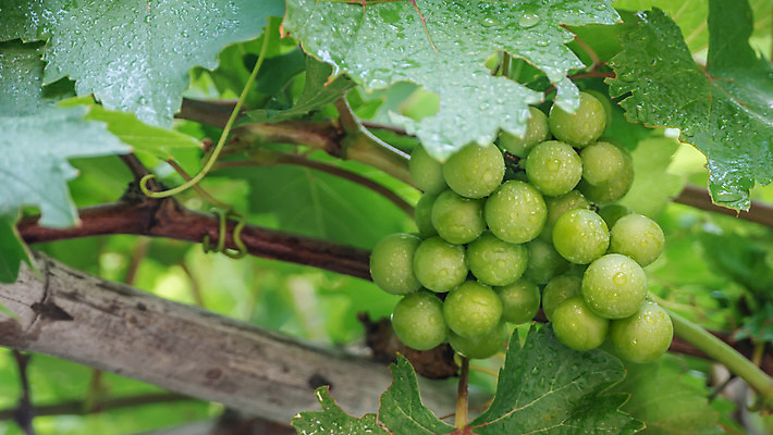 포토 JPG 해외이미지 식물 계절 음식 잎 농업 과일 자연 포도 매달리기 사람없음 야외 초록색 농작물 햇빛 수확 신선 그룹 맛 묘사 포도밭 포도나무 숙성 해외202004 해외포토 산업 컬러 컨셉 밭 모션 태양 과일나무 생태계 파일형식