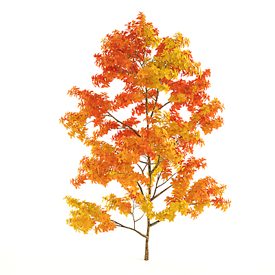 포토 JPG 해외이미지 나무 디자인 계절 실루엣 백그라운드 일러스트 자연 추상 풍경 사람없음 야외 목재 그래픽 장식 초록색 환경 정원 봄 성장 흰색 나뭇가지 숲 심볼 내추럴 고립 엘리먼트 해외202004 해외포토 식물 컬러 무늬 재료 촬영기법 생태계 파일형식