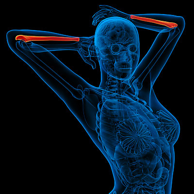 포토 JPG 해외이미지 해부 뼈 골격 건강 사람 사람없음 3D 팔 해외202004 해외포토 의학 신체부위 디지털합성 파일형식