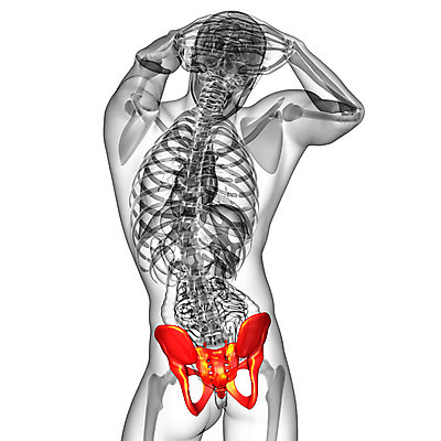 포토 JPG 해외이미지 해부 뼈 골격 건강 사람 사람없음 엉덩이 척추 자궁 연골 해외202004 해외포토 의학 신체부위 장기_의학 파일형식