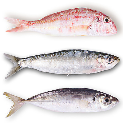 포토 JPG 해외이미지 음식 바다 백그라운드 컨셉 다이어트 재료 건강 종류 어류 사람없음 힘 수확 흰색 신선 그룹 시장 지중해 참치 해산물 연어 모음 고등어 예시 정교 해외202004 해외포토 컬러 농업 수중동물 파일형식