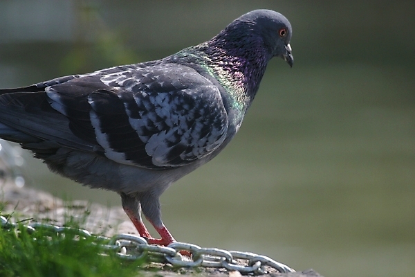 포토 JPG 해외이미지 동물 1 호수 야생동물 날개 자연 조류 앉기 사람없음 가로 물 평화 침묵 회색 자유 고독 심볼 깃털 싱글 비둘기 부리 장면 발톱 줄서기 해외포토 자연요소 감정 컬러 컨셉 모션 발 소리 생태계 파일형식 이미지허브