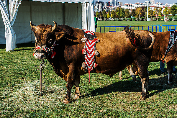 포토 JPG 해외이미지 동물 전통 디자인 여자 아시아 문화 야생동물 음식 패턴 밭 포유류 뿔 미술 동양인 성인 사람없음 빨간색 초록색 갈색 검은색 힘 수확 직물 소 위험 무서움 천 질감 황소 기하학 짜임 투우장 튀르키예 해외포토 감정 나라 컬러 컨셉 무늬 농업 문화예술 사람 인종 투우 파일형식 이미지허브