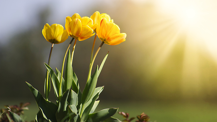 포토 JPG 해외이미지 식물 계절 공원 꽃잎 꽃 꽃다발 백그라운드 잎 꽃무늬 패턴 밭 자연 하늘 부활절 풍경 초원 사람없음 빨간색 초록색 여름 빛 컬러풀 햇빛 태양 뷰티 노란색 정원 맑음 봄 활발 들꽃 튤립 벚꽃 흰색 인사 신선 5월 질감 내추럴 블러 해외포토 자연요소 공공시설 기념일 컬러 컨셉 무늬 농업 날씨 예절 날짜 생태계 파일형식 이미지허브