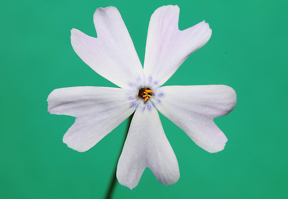 포토 JPG 해외이미지 식물 계절 꽃 백그라운드 잎 꽃무늬 자연 사람없음 야외 장식 가로 세로 초록색 하이앵글 정원 보라색 봄 줄무늬 성장 벚꽃 흰색 개화 덩굴 4월 6월 화단 잡종 8월 내추럴 영원 해외포토 뷰포인트 컬러 무늬 날짜 생태계 파일형식 이미지허브