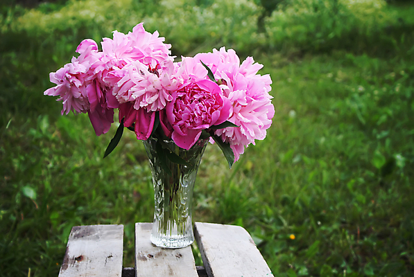 포토 JPG 해외이미지 식물 꽃잎 꽃 줄기 분홍색 잎 자연 사람없음 장식 초록색 뷰티 장미 머리 정원 봄 개화 고급 정상 싱글 심플 작약 해외포토 계절 컬러 컨셉 신체부위 생태계 파일형식 이미지허브