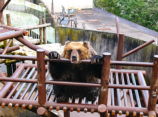 포토 JPG 해외이미지 동물 손 응시 공원 물결 야생동물 어린이 음식 여행 백그라운드 곰 자연 놀이 털 기술 동물원 미술 사람없음 야외 농장 갈색 여행객 일본 검은색 흰색 그룹 놀이터 큼 북극 홋카이도 쇼 육식동물 방문 환영 거인 고립 땅바닥 수유 해외포토 시선 공공시설 아시아 컬러 농업 포유류 문화예술 바닥 사람 신체부위 크기 극지방 생태계 파일형식 이미지허브