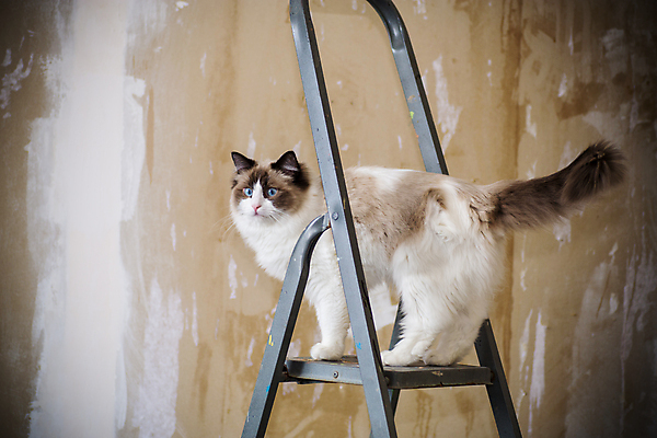 포토 JPG 해외이미지 동물 직업 디자인 벽 백그라운드 사다리 벽지 추상 새로움 바닥 아파트 주택 실내 사람없음 내부 반려동물 사무실 고양이 방 공구 업무 플랫 수리 서비스 부활 리빙 DIY 유지 기르기 복원 석고 업그레이드 옛날 해외포토 컨셉 무늬 비즈니스 포유류 취미 건물 도구 작업 돌봄 파일형식 이미지허브