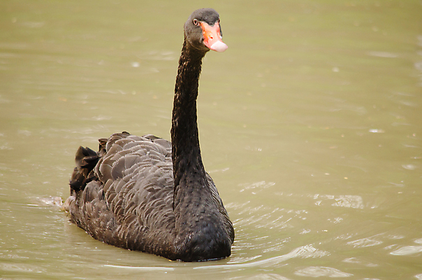 포토 JPG 해외이미지 동물 남자 아시아 야생동물 백그라운드 날개 태국 자연 조류 사람없음 컬러풀 뷰티 자유 흰색 깃털 동물상 해외포토 나라 컬러 컨셉 사람 조형물 생태계 파일형식 이미지허브