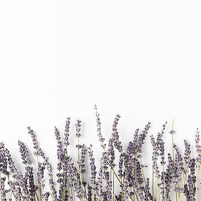 포토 JPG 해외이미지 실내 사람없음 하이앵글 흰배경 라벤더 카피스페이스 해외포토 꽃 뷰포인트 백그라운드 내부 공백 흰색 허브 파일형식 이미지허브