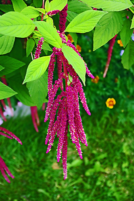 포토 JPG 해외이미지 주간 식물 계절 꽃 음식 백그라운드 잎 밭 농업 다이어트 오렌지 자연 거리 종류 사람없음 장식 빨간색 초록색 여름 컬러풀 햇빛 갈색 노란색 정원 맑음 수확 성장 신선 선탠 실크 질감 부드러움 식용 작살 디테일 해외포토 자연요소 산업 컬러 과일 날씨 건강 태양 직물 감각 생태계 파일형식 이미지허브