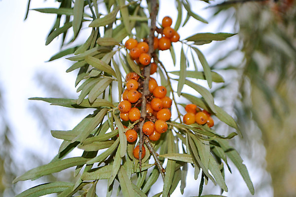포토 JPG 해외이미지 나무 식물 계절 열매 음식 바다 백그라운드 잎 꽃무늬 농업 오렌지 과일 자연 건강 사람없음 야외 초록색 약 노란색 정원 수확 나뭇가지 신선 맛 약초 유기농 내추럴 숙성 많음 해외포토 웰빙 꽃 산업 컬러 컨셉 무늬 의학 풀_식물 생태계 파일형식 이미지허브
