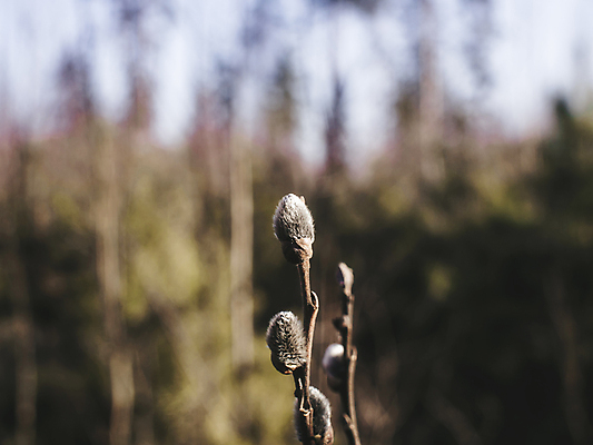 포토 JPG 해외이미지 나무 식물 계절 공원 꽃 백그라운드 잎 꽃무늬 밭 자연 부활절 새로움 사람없음 야외 장식 초록색 파란색 태양 뷰티 노란색 정원 고양이 봄 벚꽃 흰색 나뭇가지 신선 개화 숲 4월 버드나무 속도 러시아 꽃가루 부드러움 솜털 내추럴 해외포토 자연요소 공공시설 기념일 유럽 컬러 컨셉 무늬 농업 포유류 반려동물 감각 날짜 가루 생태계 파일형식 이미지허브
