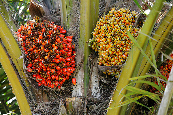 포토 JPG 해외이미지 식물 전통 접시 문화 음식 공 거리 콩 손바닥 요리 사람없음 야자수 농장 갈색 식사 튀김 수확 먹기 브라질사람 해외포토 나무 식기 손 컬러 농업 모션 곡류 파일형식 이미지허브